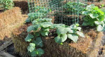 Jak pěstovat okurky na slámě